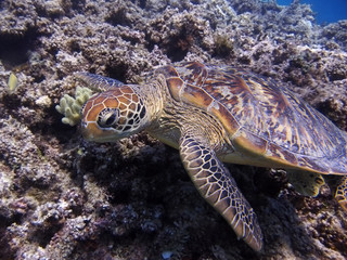 Fototapeta premium Green Turtle resting on Great Barrier Reef