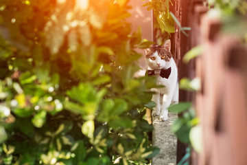 White cat with bow tie in outdoors, with red eyes.