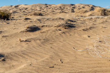 Wind blown ripples in a sand dune doted with plants, Kelso Sand Dunes, Mojave National Preserve, California