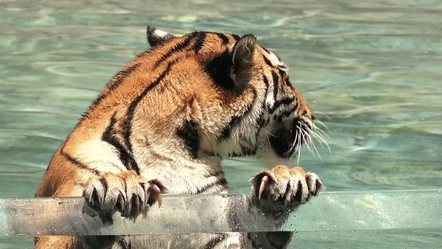  Bengal Tiger in water