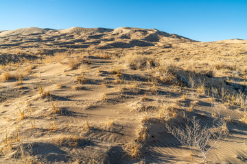 Wind blown ripples in a sand dune doted with plants, Kelso Sand Dunes, Mojave National Preserve, California
