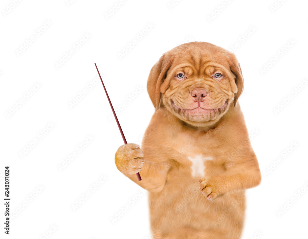 Poster Smiling puppy pointing away on empty space. isolated on white background