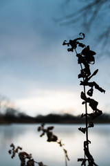 Obraz premium Silhouette Frozen Sunset Pond