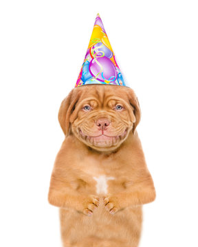 Smiling puppy with birthday hat. isolated on white background