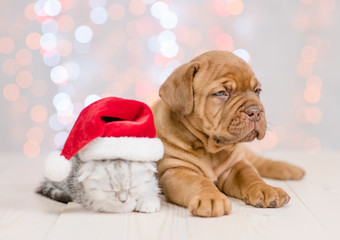 Puppy and sleepy baby kitten with  santa hat. Christmas holidays background