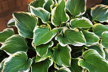 green leaves background