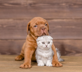 Puppy hugging kitten on wooden background