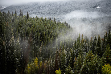 foggy mountain forest 