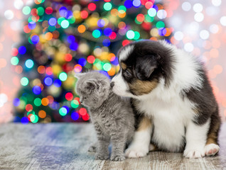 Australian shepherd puppy and baby kitten sitting together with Christmas tree on background and looking away
