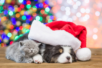 Fototapeta na wymiar Australian shepherd puppy in red santa hat and baby kitten sleep together with Christmas tree on background
