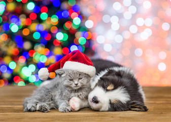 Fototapeta na wymiar Australian shepherd puppy in red santa hat and baby kitten sleep together