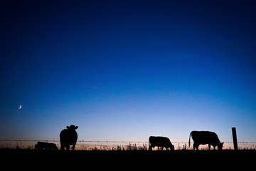 Fototapeta na wymiar Silhouette of cows at sunset