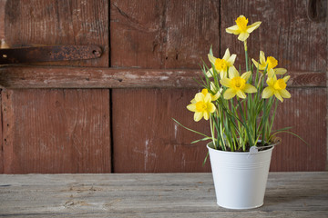 narcissus in pot on wooden background