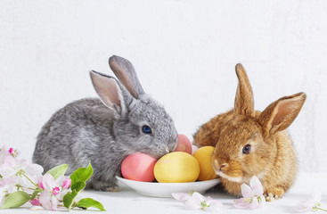 bunny with easter eggs on white background