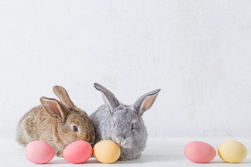 bunnyes with easter eggs on white background