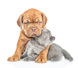 Kitten kisses a puppy. Isolated on white background
