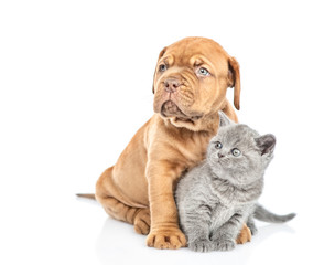 Bordeaux puppy dog embracing gray kitten. isolated on white background