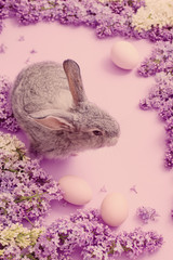 bunny with eggs and lilac on pink background