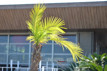 Beautiful palm tree
