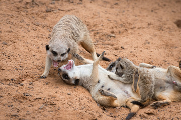 Curious meerkat or suricate, African animals in outdoor safari wildlife environment