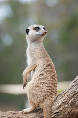 Curious meerkat or suricate, African animals in outdoor safari wildlife environment