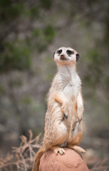 Naklejka na ściany i meble Curious meerkat or suricate, African animals in outdoor safari wildlife environment