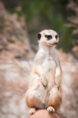 Curious meerkat or suricate, African animals in outdoor safari wildlife environment