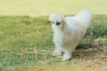 A white silkie hens walk and finding food in green field.