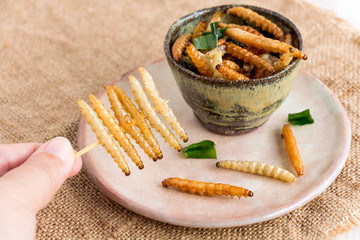 Food Insects: Woman's hand holding Bamboo worm Caterpillar insect fried crispy for eating as food...