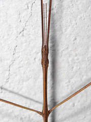 Macro Photo of Head of Stick Insect or Stick Bug on White Wall