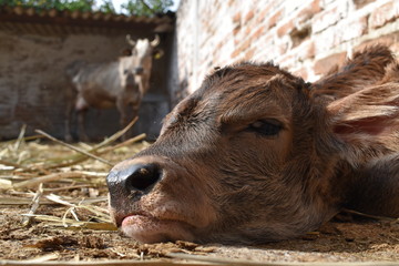 Becerro y mam&aacute; 