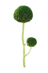 Bush or shrub isolated with clipping paths for garden design.