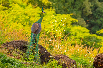 Indian Male Peacock