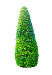 Bush or shrub isolated with clipping paths for garden design.
