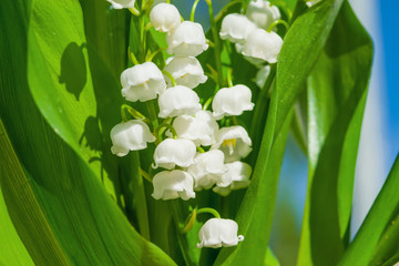 Medicinal plant Lily of the valley, white flowers with green leaves in the spring, illuminated by the sun. Lily of the valley floral background.  