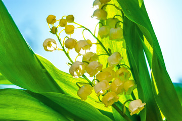 Medicinal plant Lily of the valley, white flowers with green leaves in the spring, illuminated by the sun. Lily of the valley floral background.
