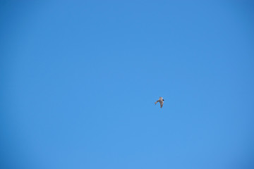 Naklejka na ściany i meble Australian Hobby Falcon flying in the sky