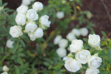 白色のたくさんの薔薇の花