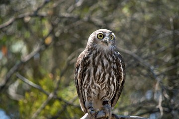 this is a close up of a barking owl