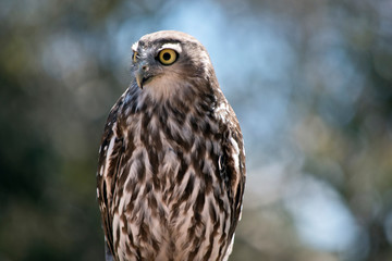 this is a close up of a barking owl