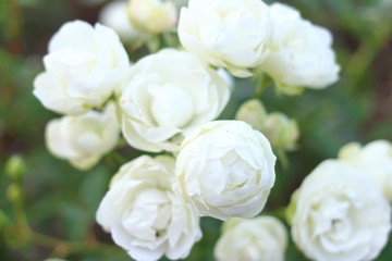 白色のたくさんの薔薇の花
