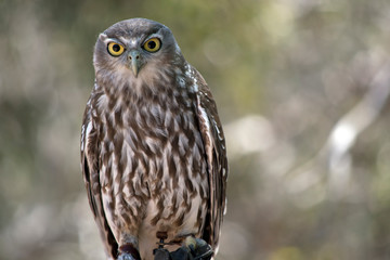 this is a close up of a barking owl