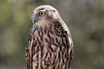 this is a close up of a barking owl