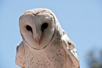 this is a close up of a a barn owl 