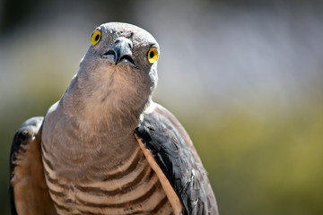 this is a close up of a Pacific Baza