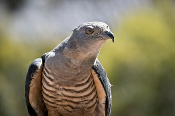 this is a close up of a Pacific Baza