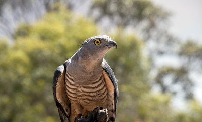 this is a close up of a Pacific Baza