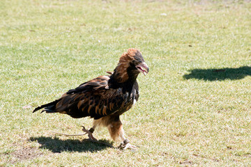 Black breasted buzzard walking on the grass