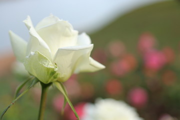 白い薔薇の花	