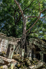 Ruins of Ta Prohm covered by Tetrameles Tree at Angkor, Siem Reap Province, Cambodia